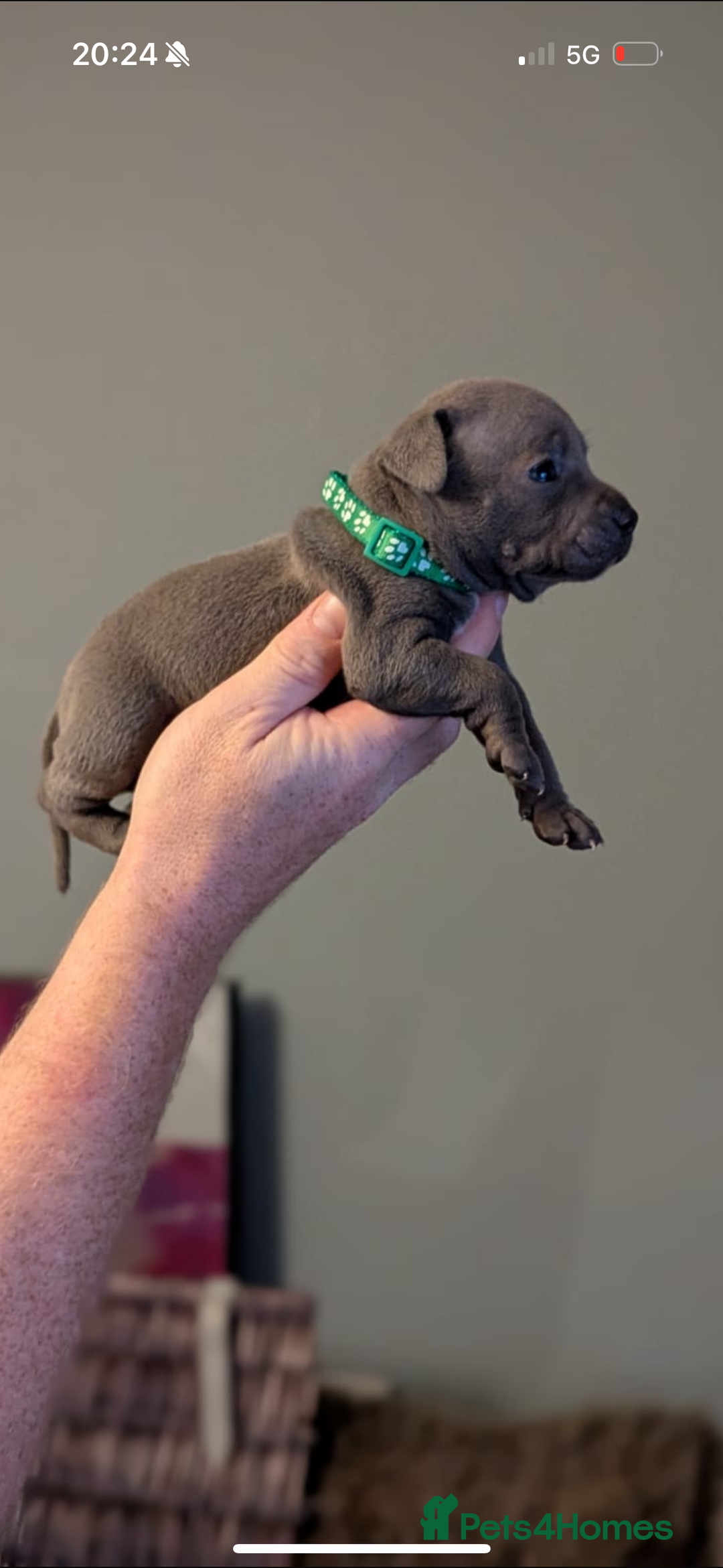 Staffordshire Bull Terrier dogs for sale: Staffordshire bull terrier Staffy staffie - Image 4