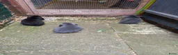 Mini Lop rabbits for sale: Mini lop/plush lop babies - Advert 14