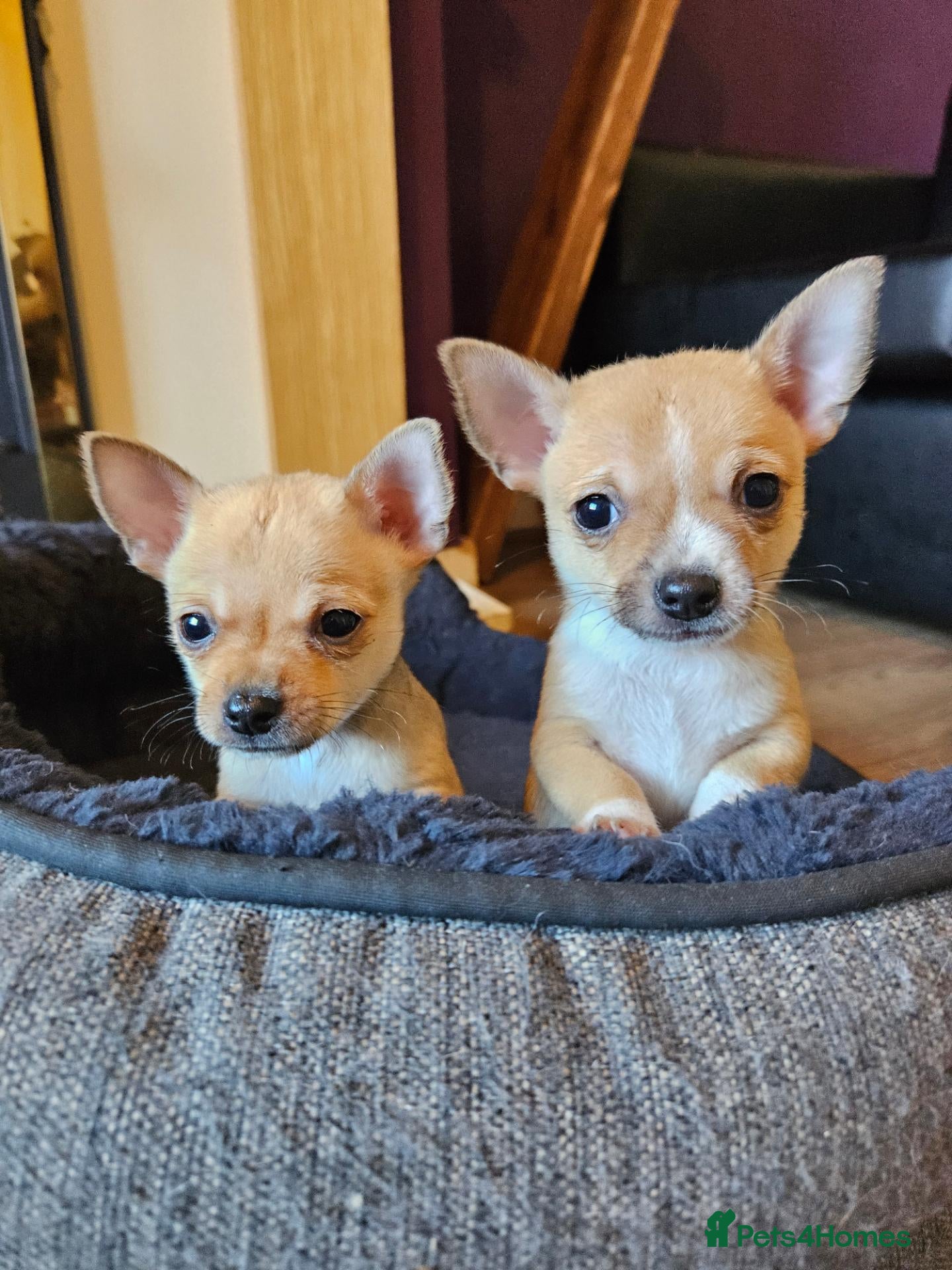 Chihuahua dogs Chihuahua - Advert 1