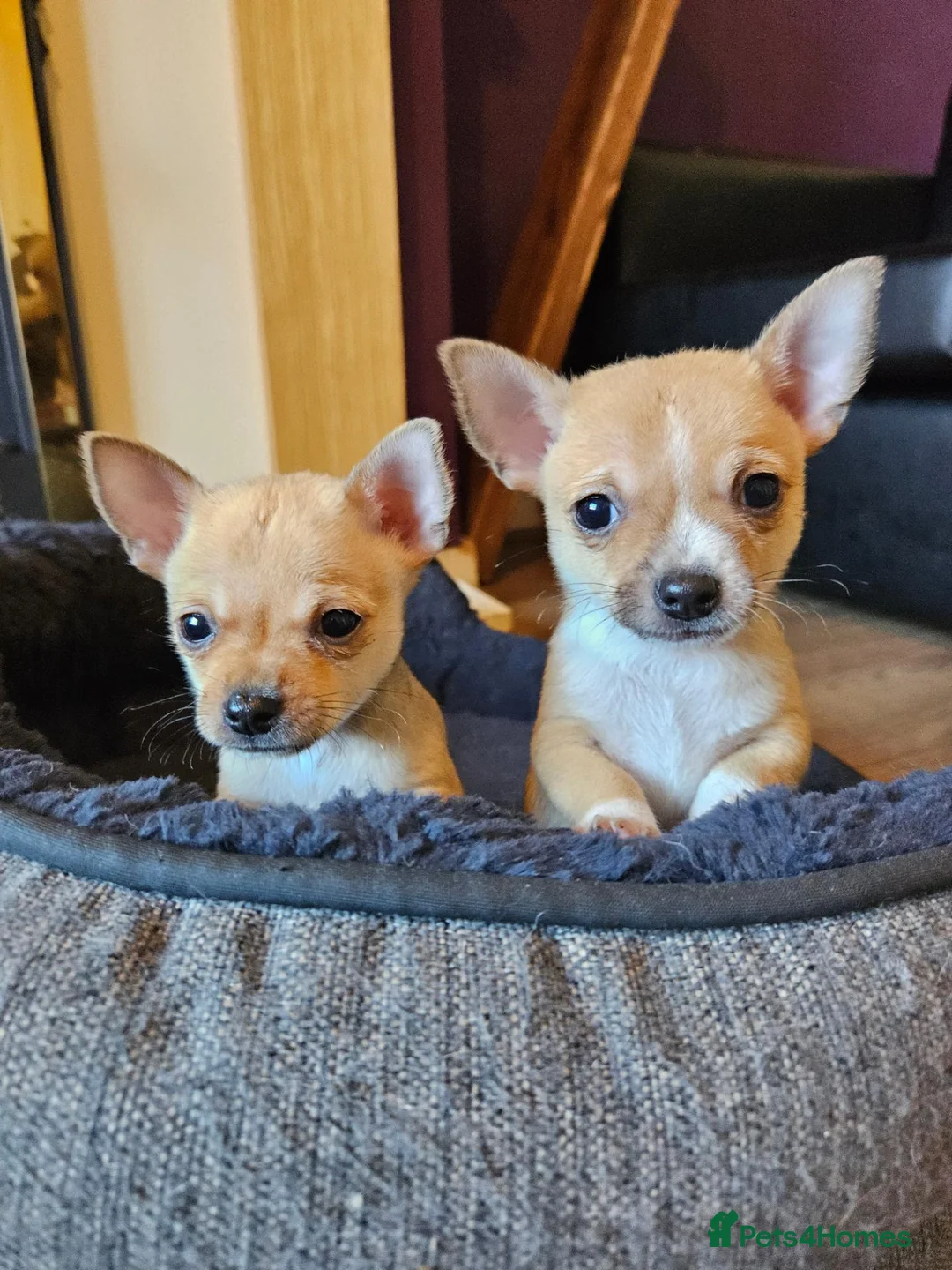 Chihuahua dogs for sale: Chihuahua - Advert 1