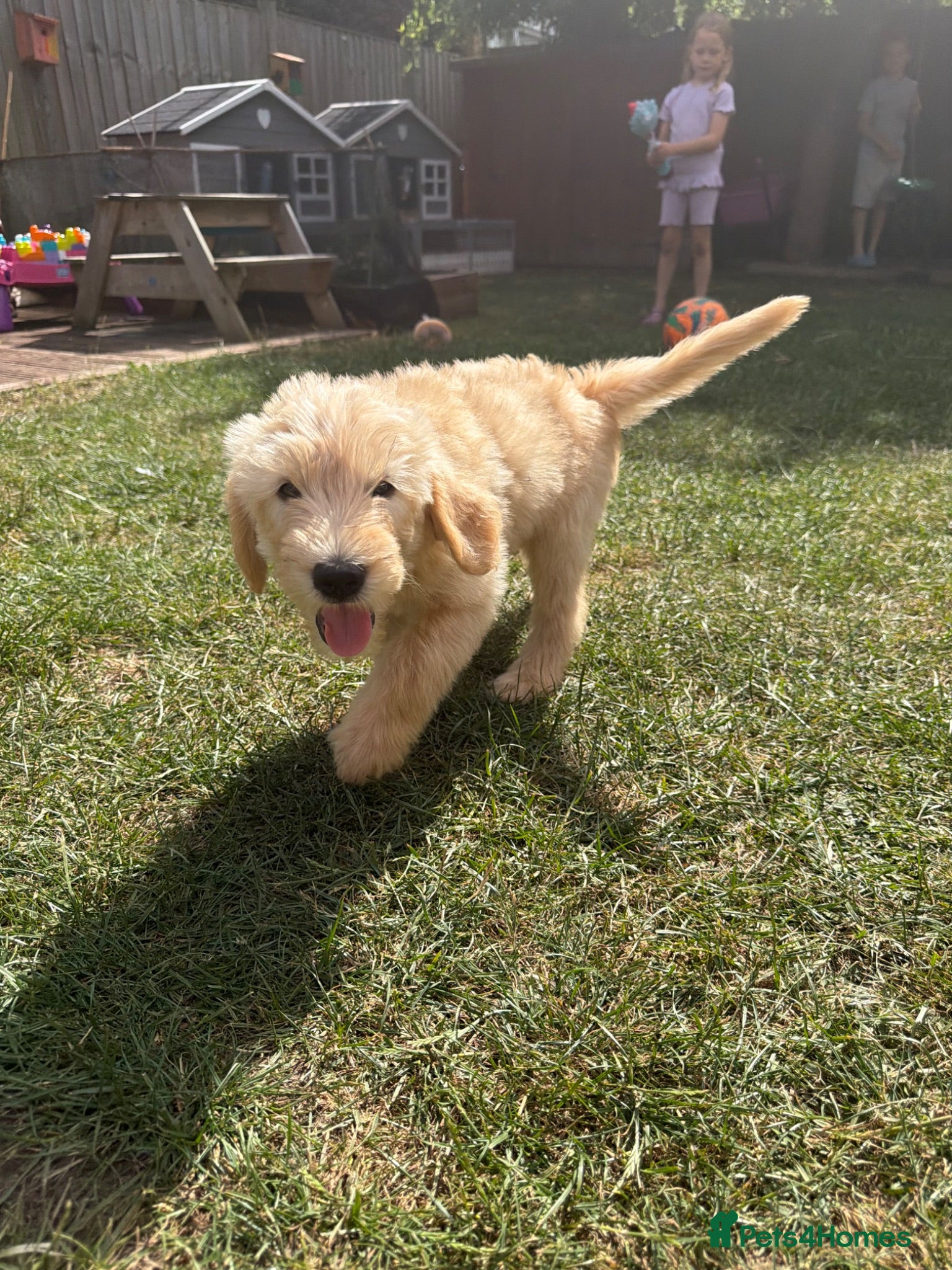 Goldendoodle dogs *LAST TWO* Goldendoodles Essex - Advert 5