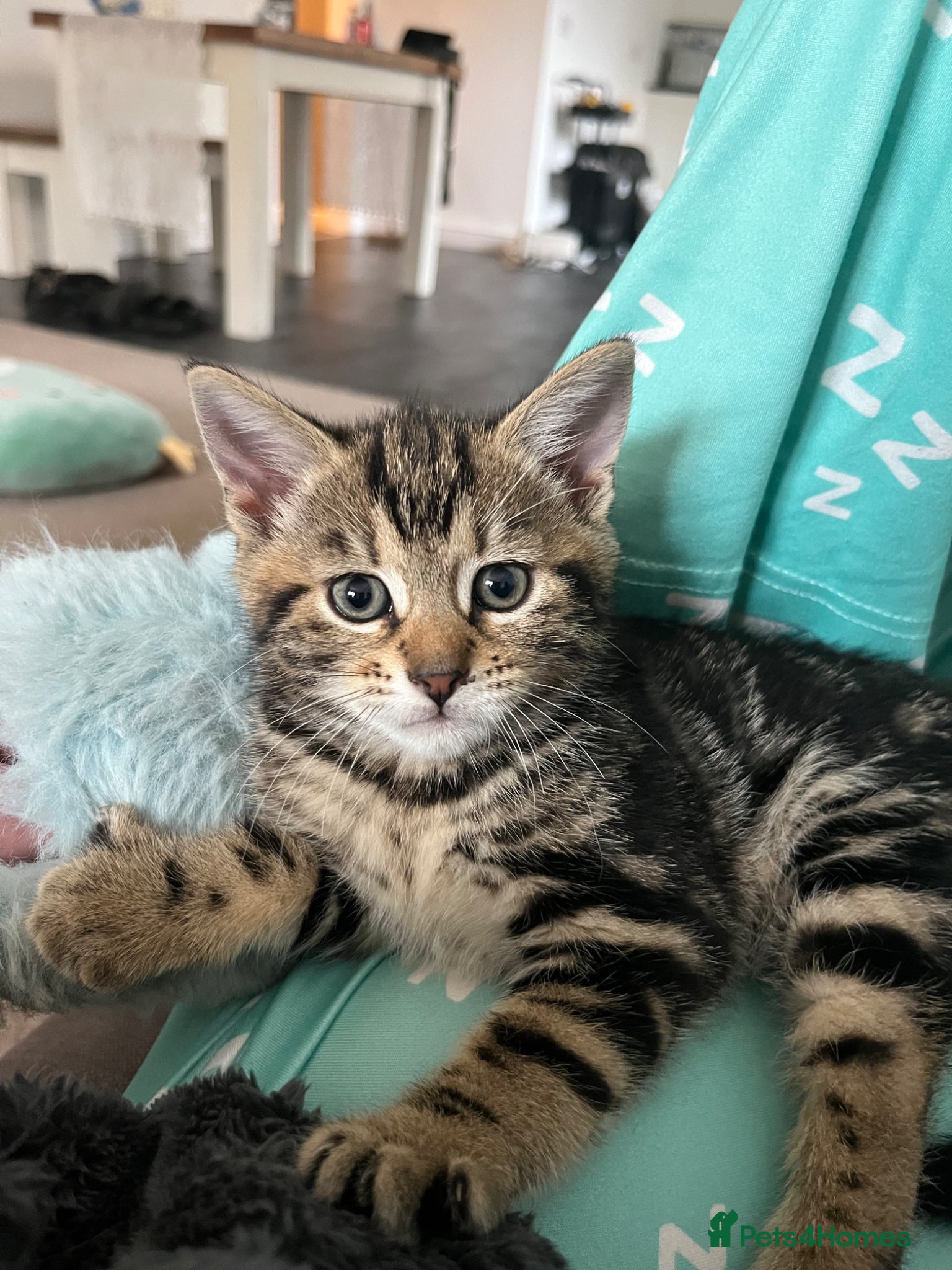 Mixed Breed cats 2 tabby kittens left!! Ready now!! - Advert 1