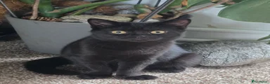 British Shorthair Kitten 1