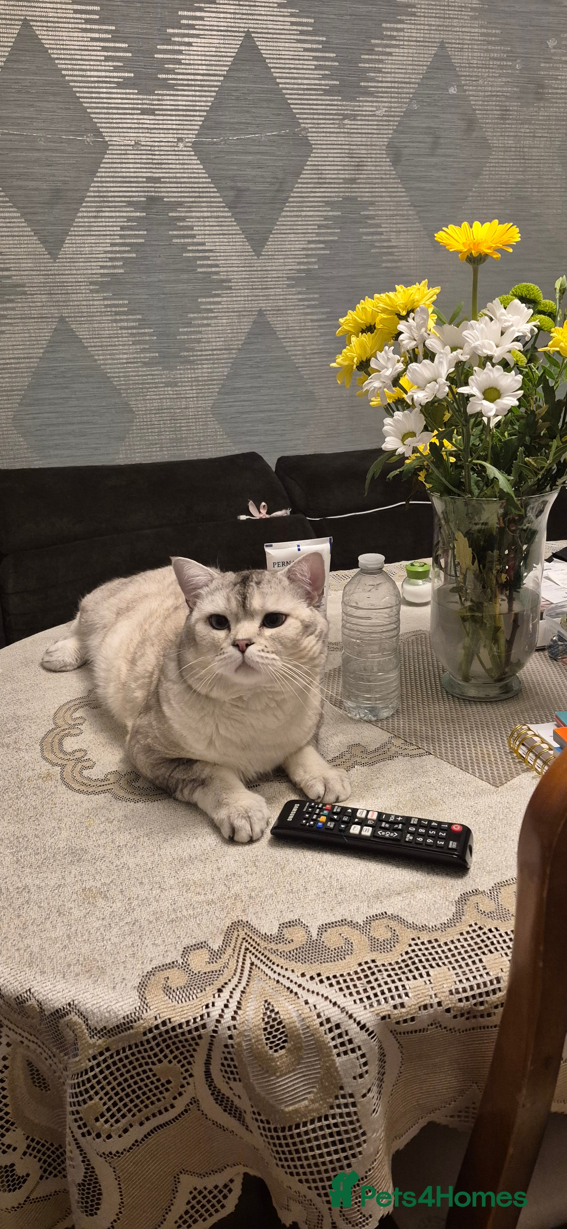 Scottish Fold cats Scottish fold with straight ears  - Advert 6