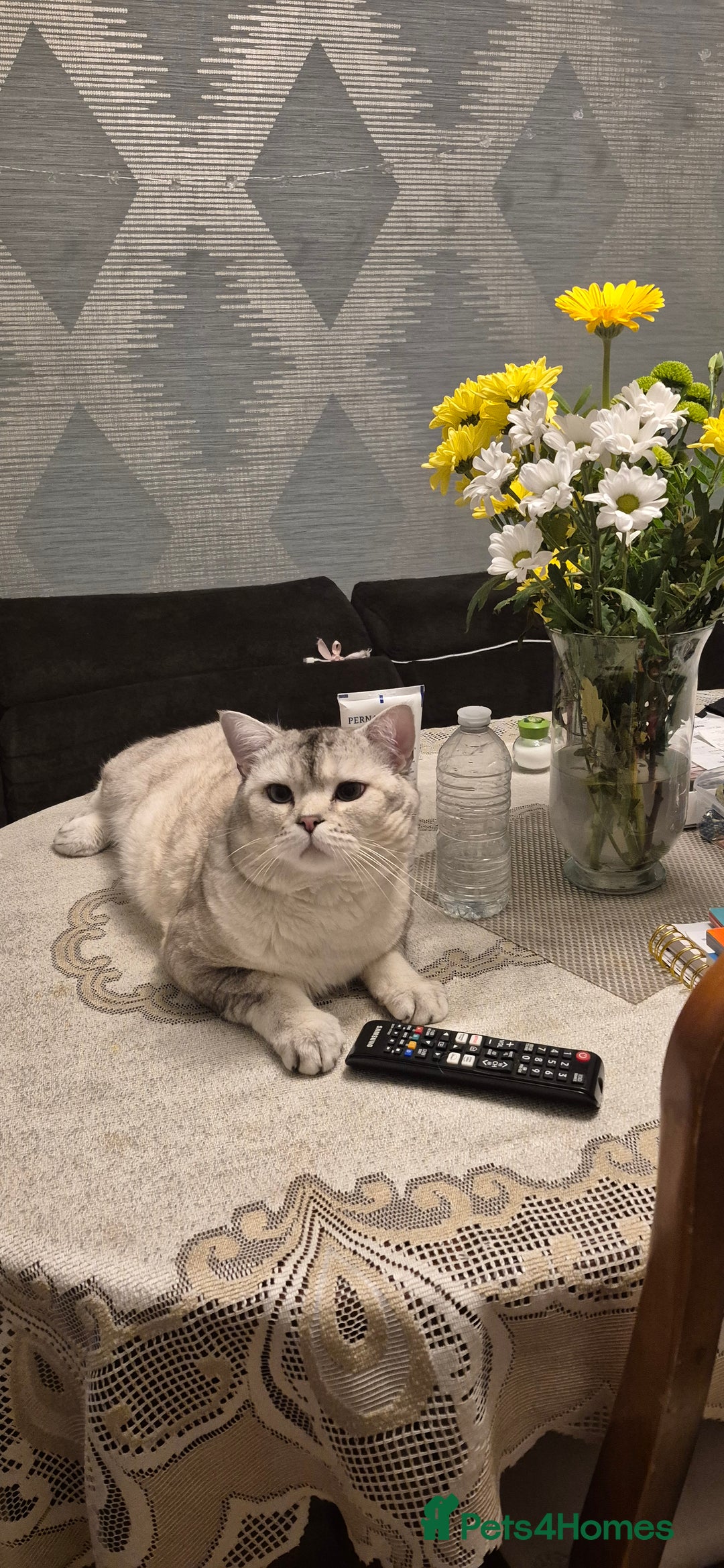Scottish Fold cats for stud: Scottish fold with straight ears  - Image 1