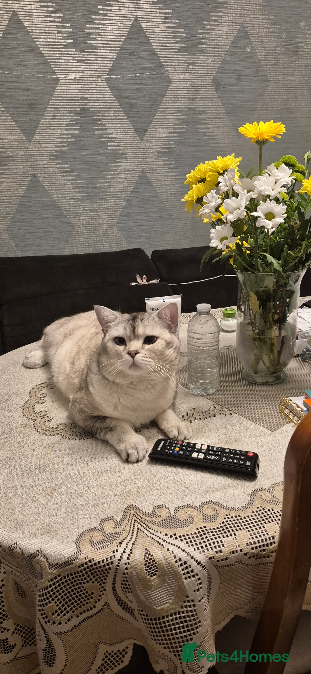 Scottish Fold cats for stud: Scottish fold with straight ears  - Advert 1