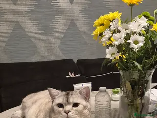 Scottish Fold cats Scottish fold with straight ears - Advert 6