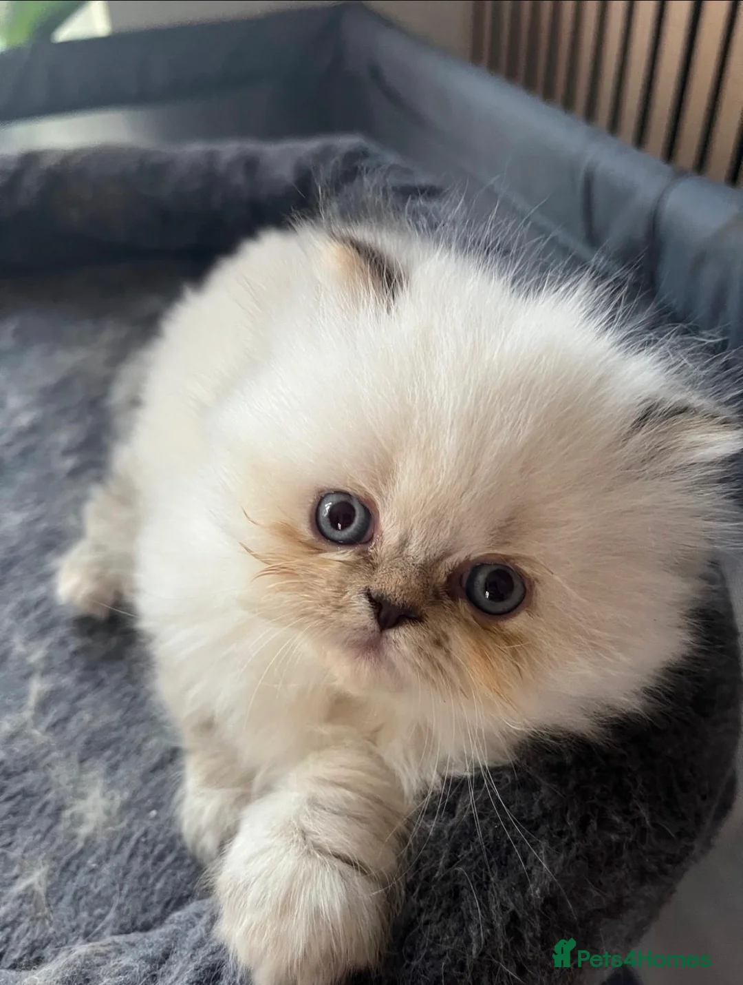 Persian cats for sale: Pure Persian Kittens for Sale 4 Adorable Babies 🐾 in Reading - Advert 2