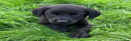 Mixed Breed dogs for sale: HUNTADOR PUPPIES READY FOR THEIR NEW HOMES!  - Advert 10