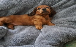 Miniature Dachshund dogs for sale: 3 Cute Longhaired Mini Dachshunds Pedigree - Image 23