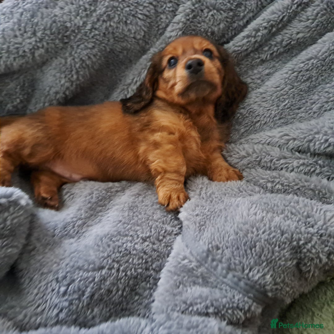 Miniature Dachshund dogs for sale: 3 Cute Longhaired Mini Dachshunds Pedigree - Image 23