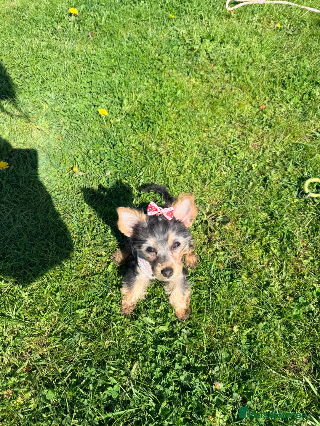 Yorkshire Terrier dogs for sale: Lola 3 months old yorkie  - Advert 3