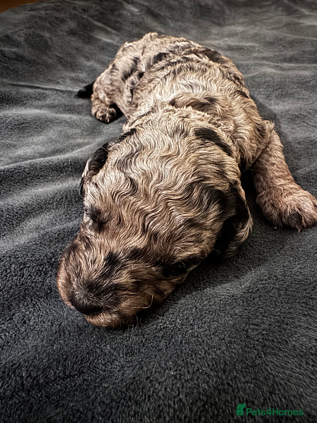 Miniature Poodle dogs for sale: Striking merle and black Miniature Poodle Puppies - Advert 26