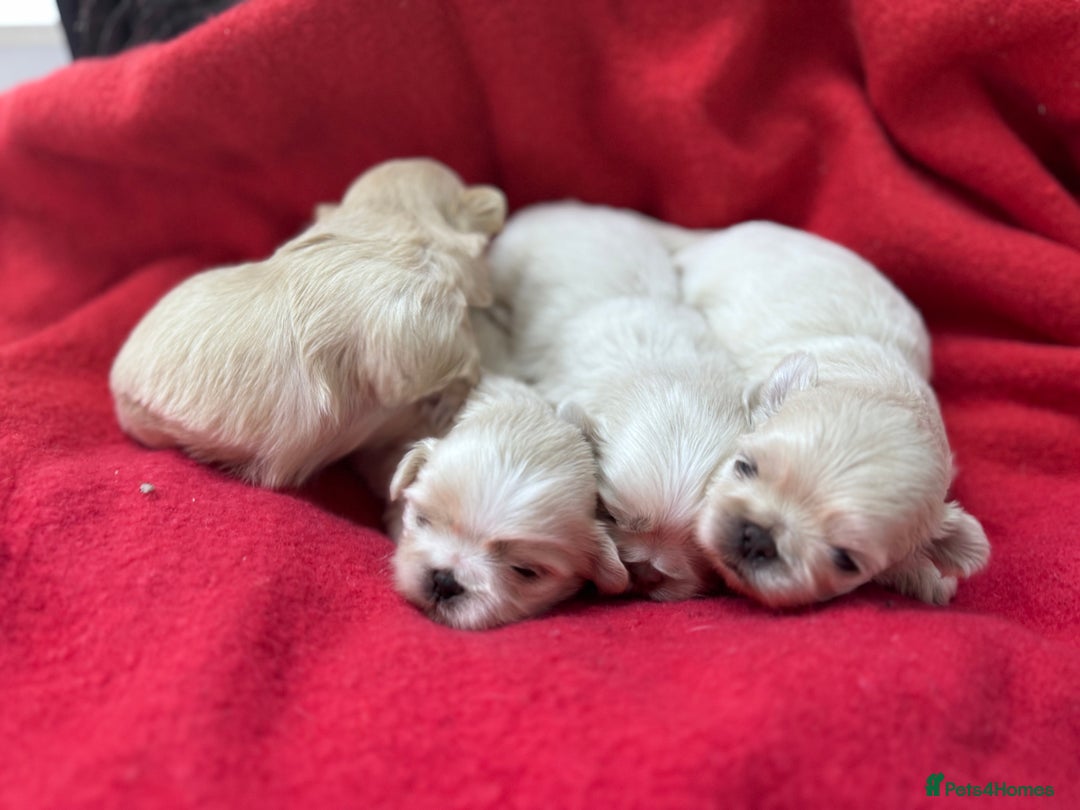 Shih Tzu dogs for sale: Creams shihtzus 5* puppies  - Image 7
