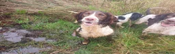 English Springer Spaniel dogs for sale: ⭐️ KC Home Reared Tested Springer Pups ⭐️ - Advert 20