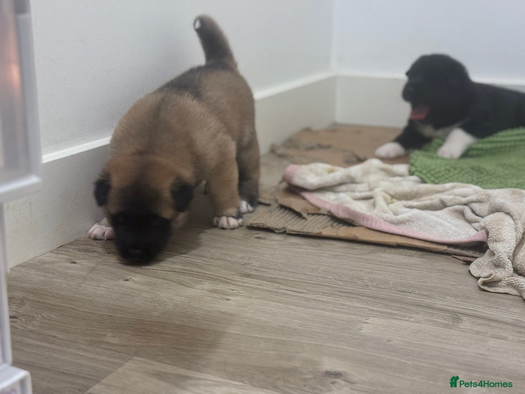 Akita dogs for sale: American Akita puppies - Advert 7