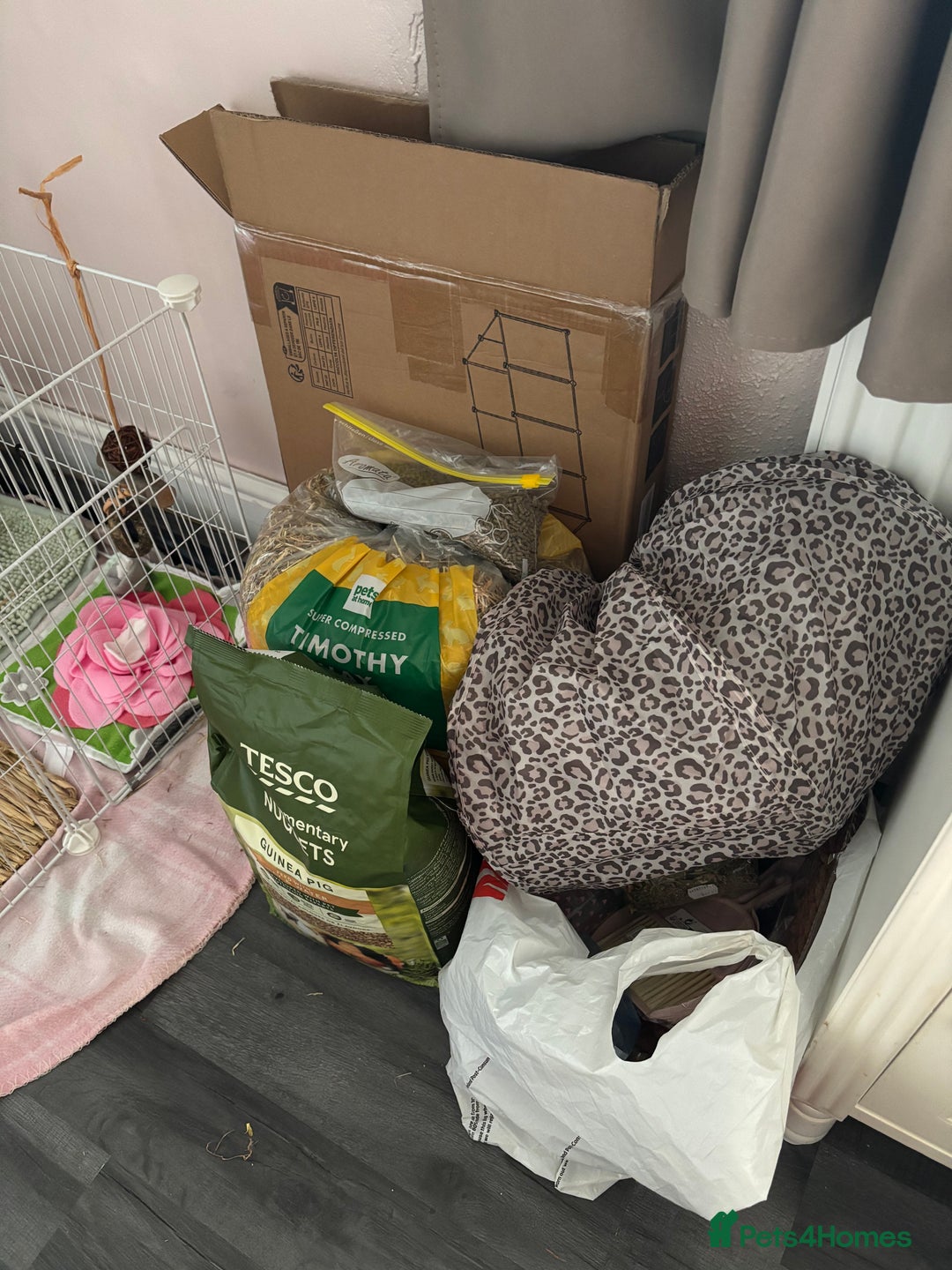 Guinea Pig rodents for sale: 2 Male Teddy Guinea Pigs - Image 3