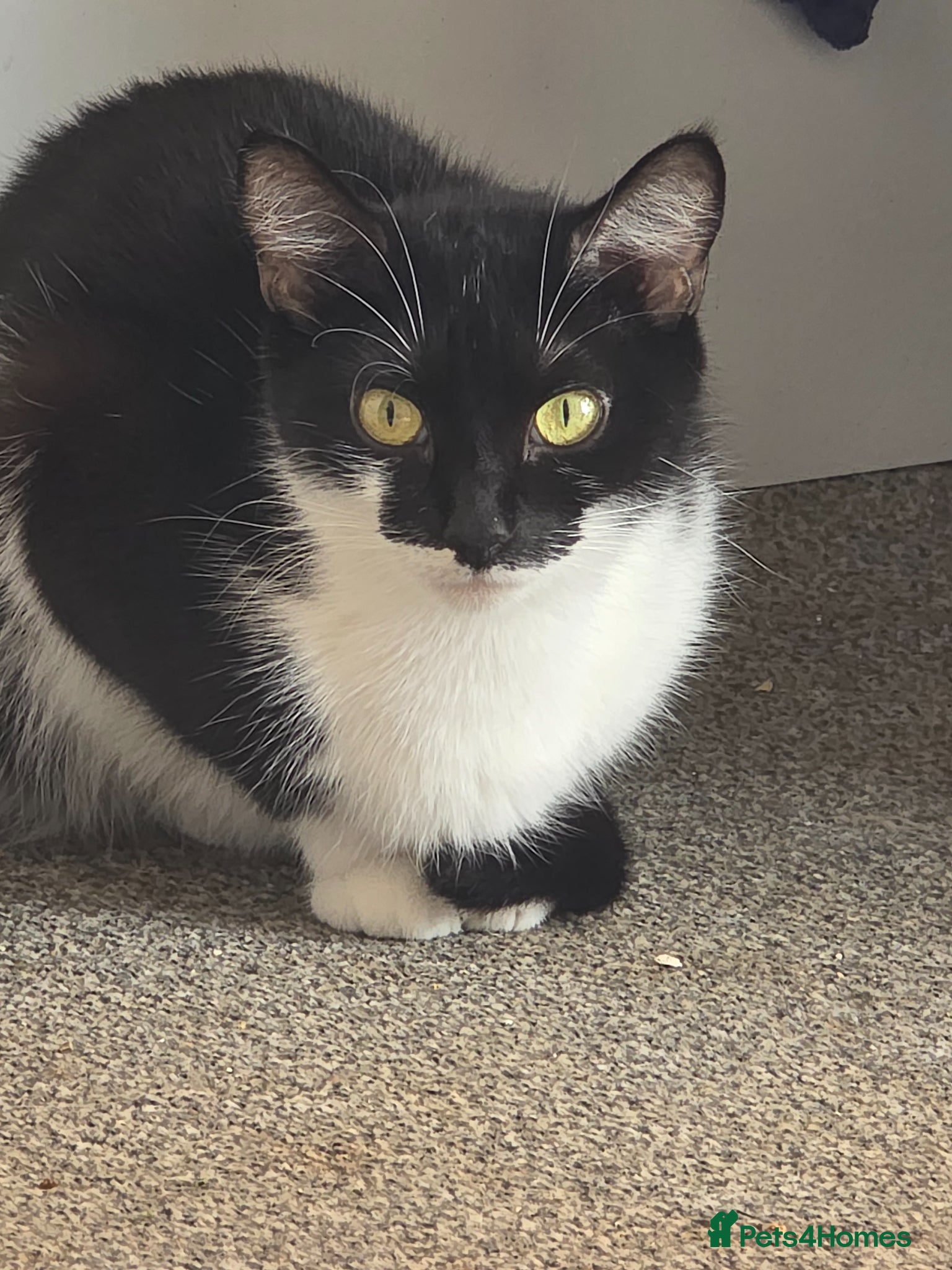 Mixed Breed cats Beautiful kittens ready for there new home - Advert 6