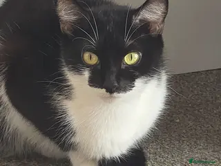 Mixed Breed cats Beautiful kittens ready for there new home - Advert 18