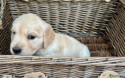 Golden Retriever dogs for sale: KC Reg Golden Retriever Puppies - Image 8