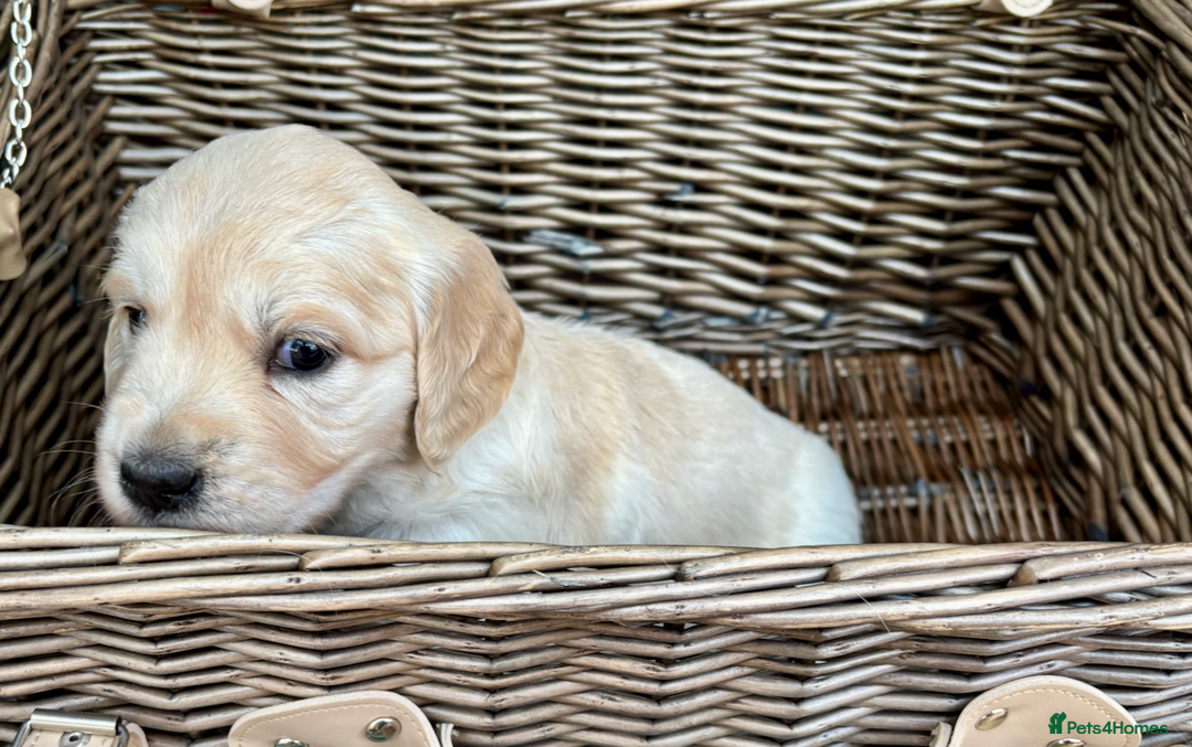 Golden Retriever dogs for sale: KC Reg Golden Retriever Puppies - Image 8