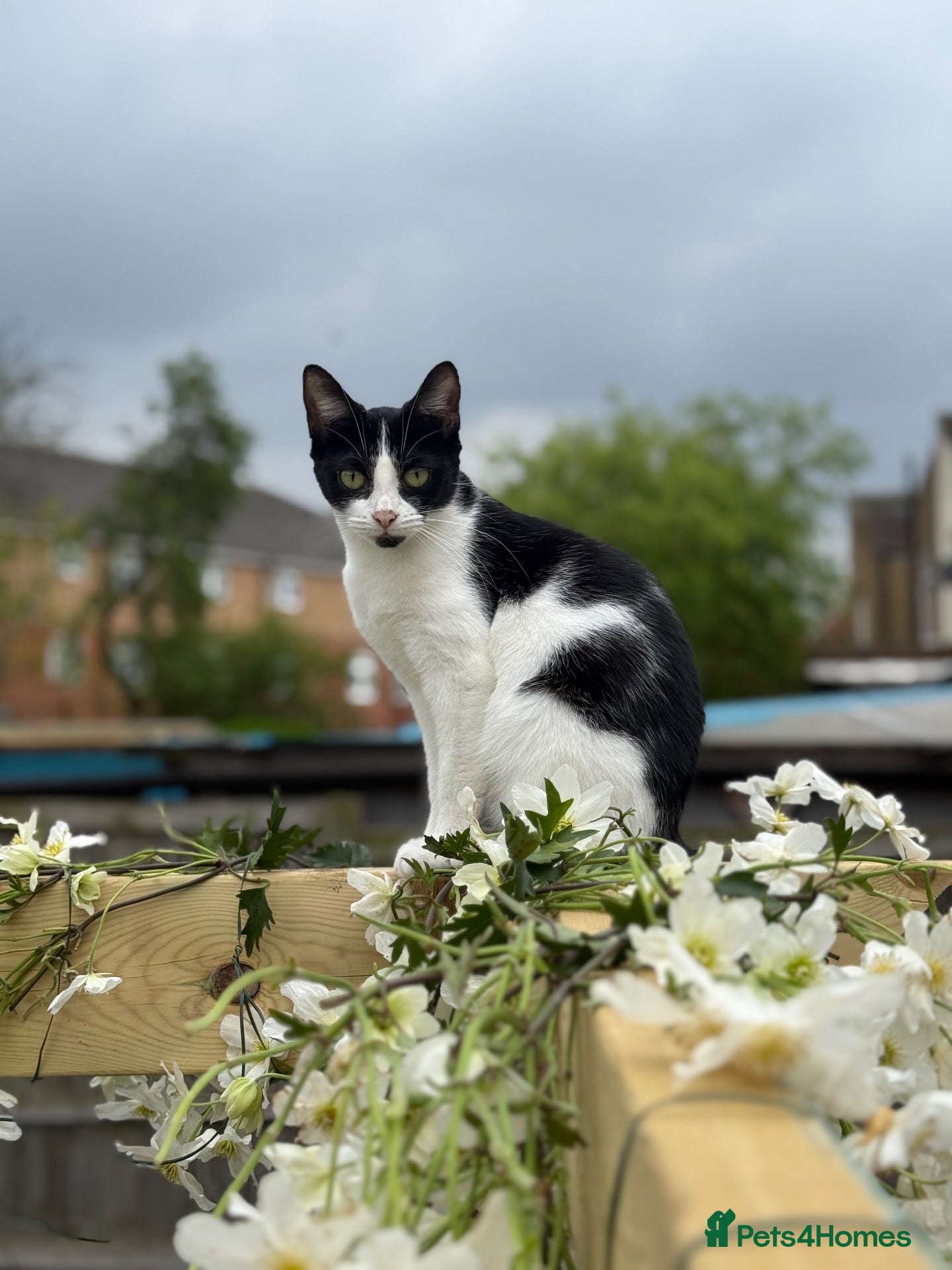 Mixed Breed cats Two all white kittens available for sale  - Advert 14