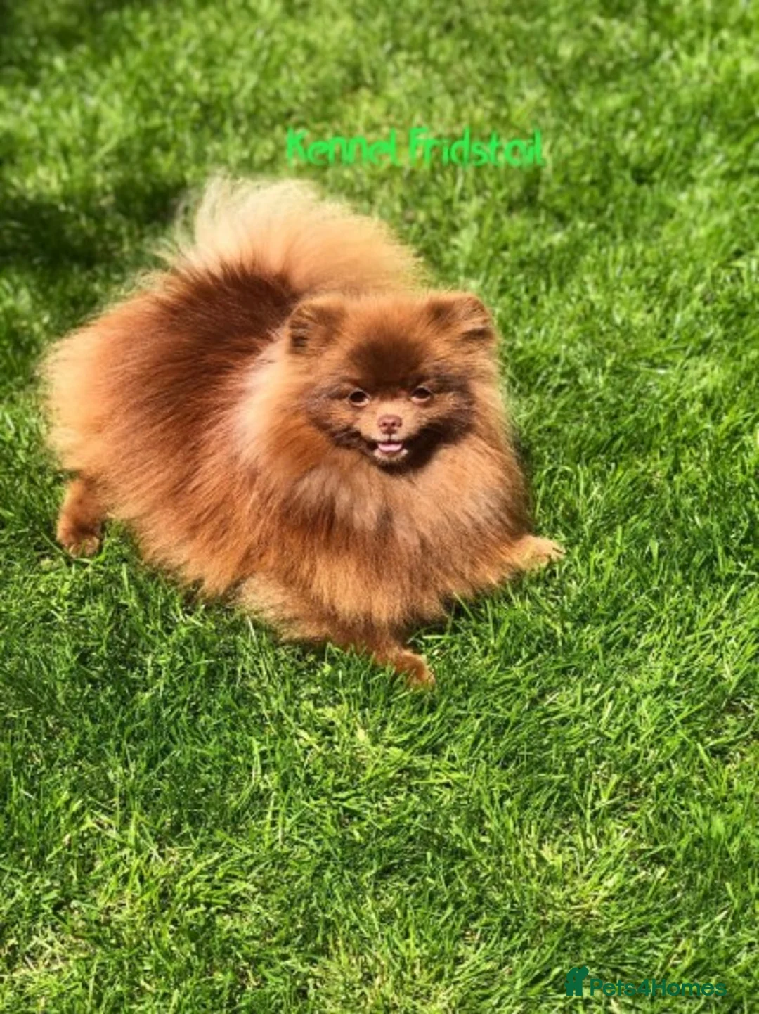 Pomeranian dogs for stud: 1.8kg Tiny Choco Carry Tan Blue Lilac DNA tested in Rotherham - Advert 9
