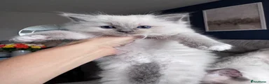 Blue Mitted (Grey Collar)