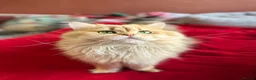 British Shorthair cats for sale: Stunning Quality GCCF British Shorthair Kittens - Advert 4