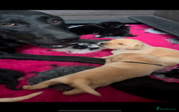 Labrador Retriever dogs for sale: Stunning KC Registered FoxRed/Black Labrador Pups  - Image 4