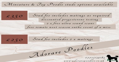 Poodle dogs in Bacup - Advert 9