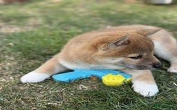 Japanese Shiba Inu dogs for sale: 🧡🦊Stunning KC Shiba Inu female ready now!🧡🦊 - Image 13