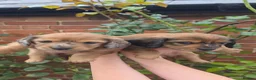 Miniature Dachshund dogs for sale: ⭐Long-Haired Miniature Dachshund Puppies⭐ - Advert 8