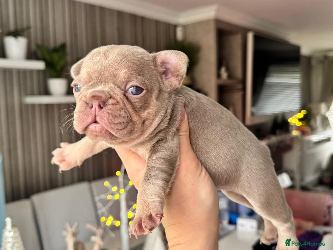 French Bulldog dogs for sale: Kc registered new shade french bulldog puppies  - Advert 19