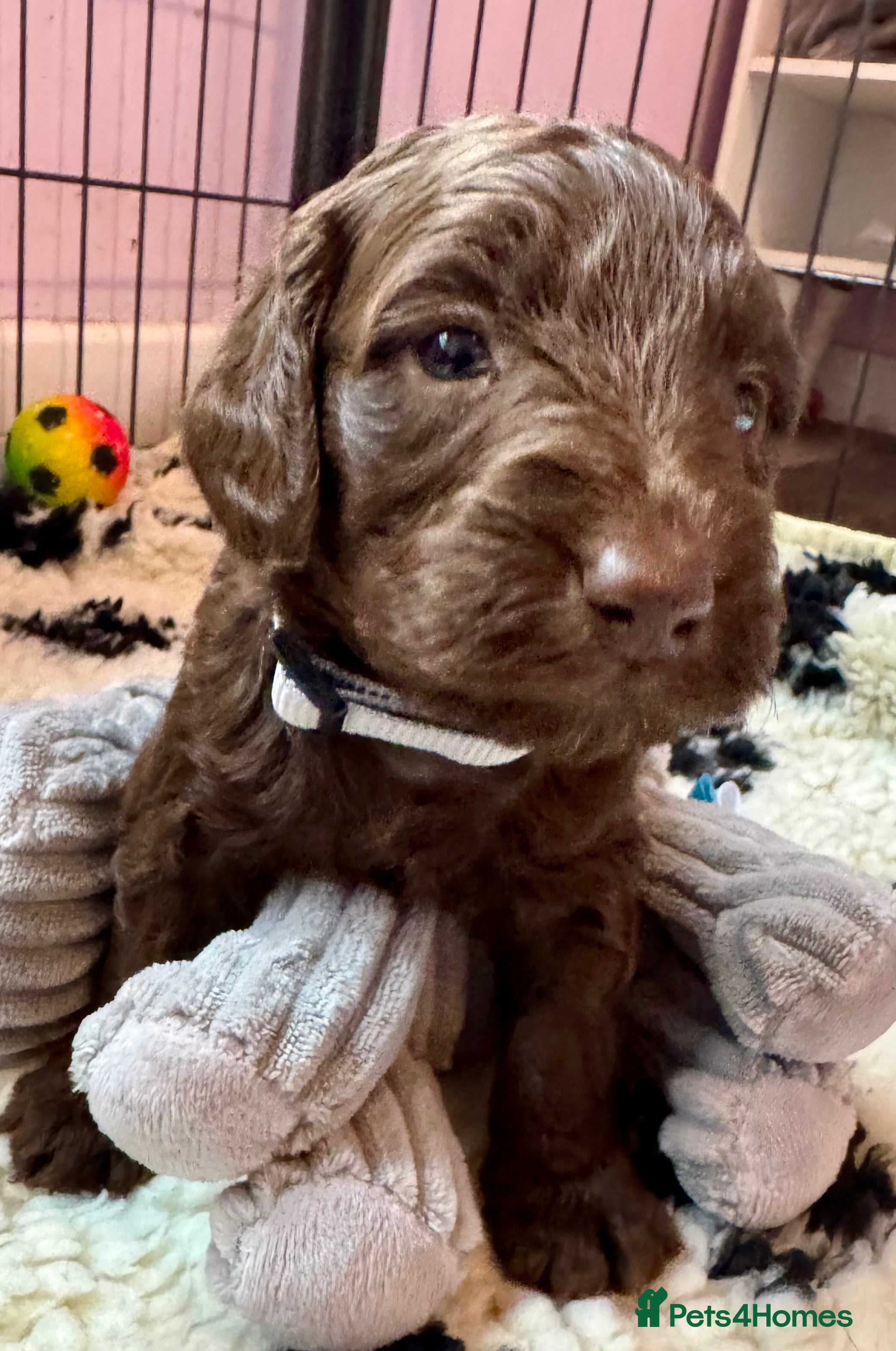 Doxiepoo dogs Beautiful Doxiepoo puppies  - Advert 2