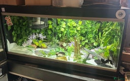 Leopard Gecko reptiles for sale: Mack snow leopard gecko with full vivarium  - Image 5