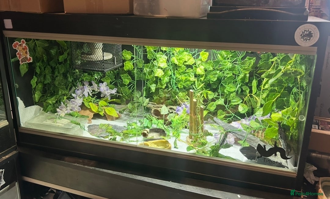 Leopard Gecko reptiles for sale: Mack snow leopard gecko with full vivarium  - Image 5