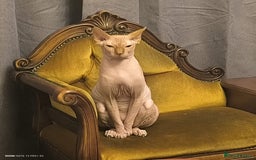 Sphynx cats for sale: Sphinx kitten for sale - Image 7