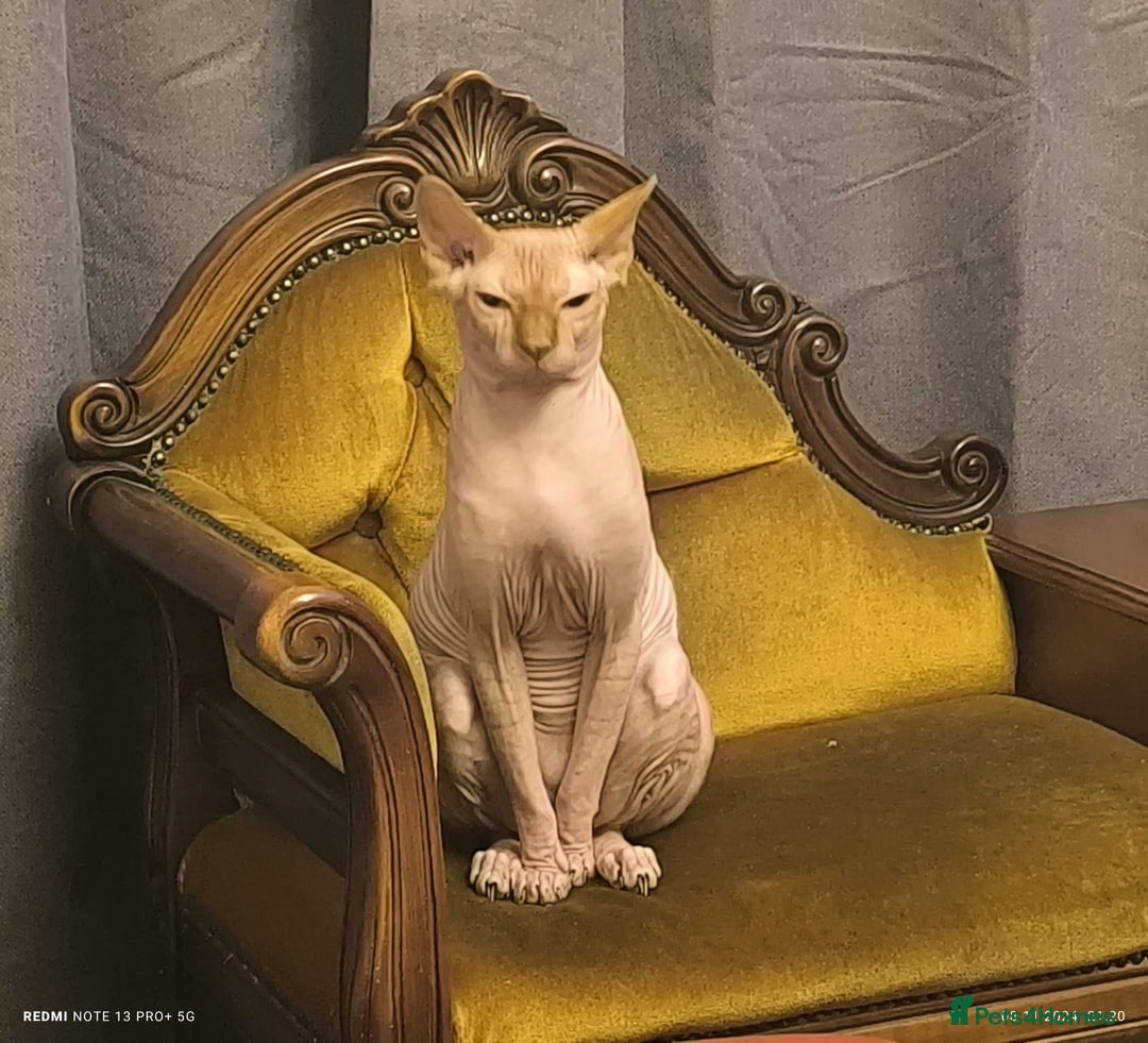 Sphynx cats for sale: Sphinx kitten for sale - Image 7