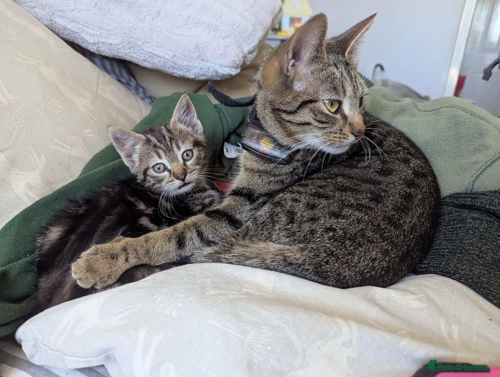 Mixed Breed cats Stunning Kittens Ready to Leave 30th September - Advert 1
