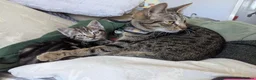 Mixed Breed cats for sale: Stunning Kittens Ready to Leave 30th September - Advert 1