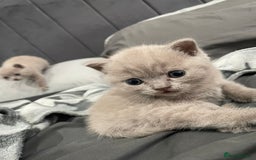 British Shorthair cats for sale: British shorthair kitten  - Advert 2