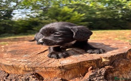 Sprocker dogs for sale: Sprocker Puppies - Image 17