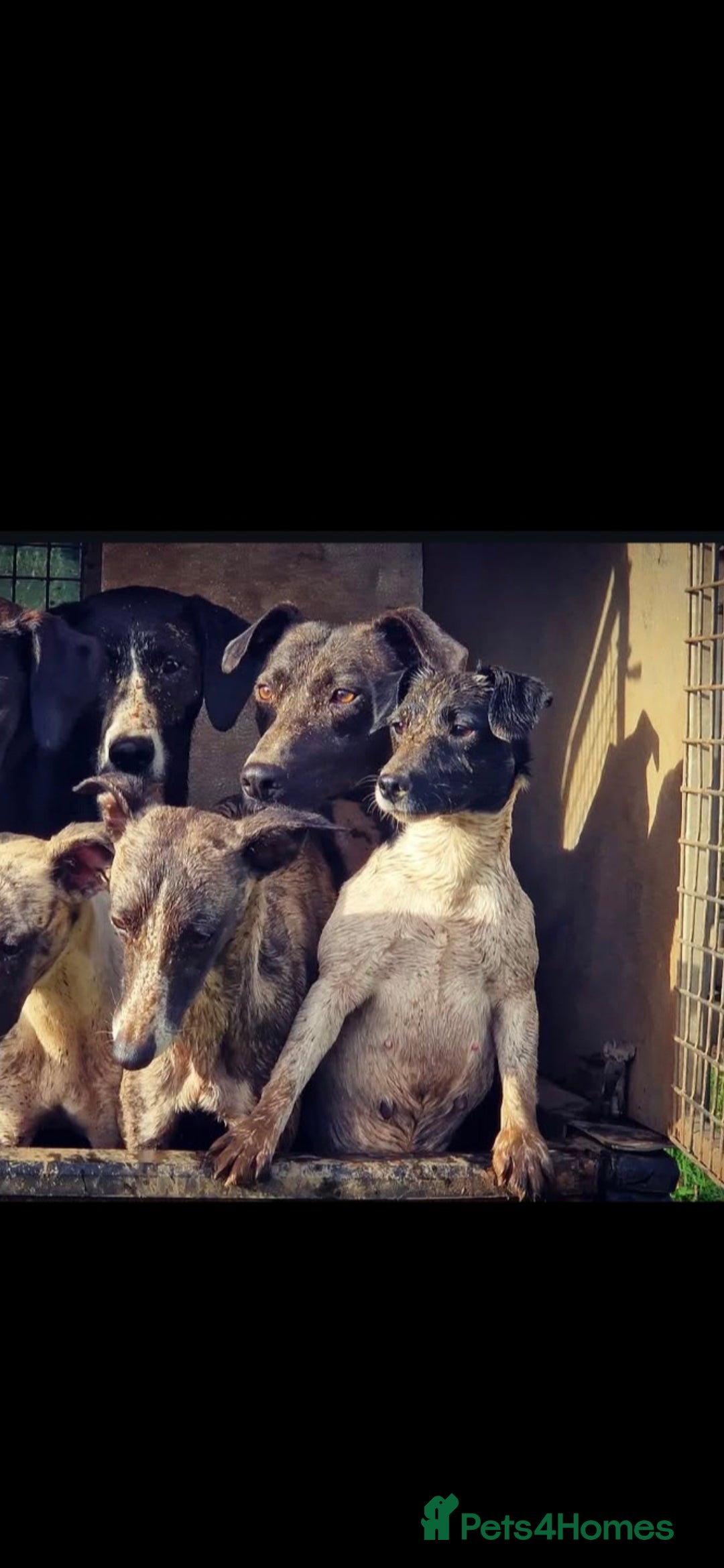 Mixed Breed dogs for sale: Brindle female whippet lurcher  - Image 7