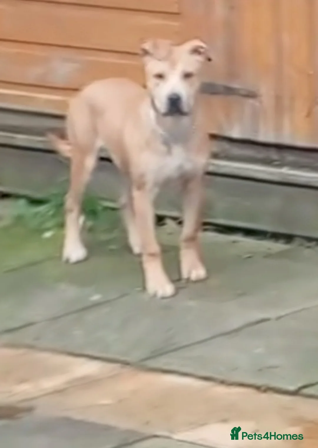 Staffordshire Bull Terrier dogs for sale: Rambo My handsome Staffordshire bul terrier 4 sale in Birmingham - Advert 3