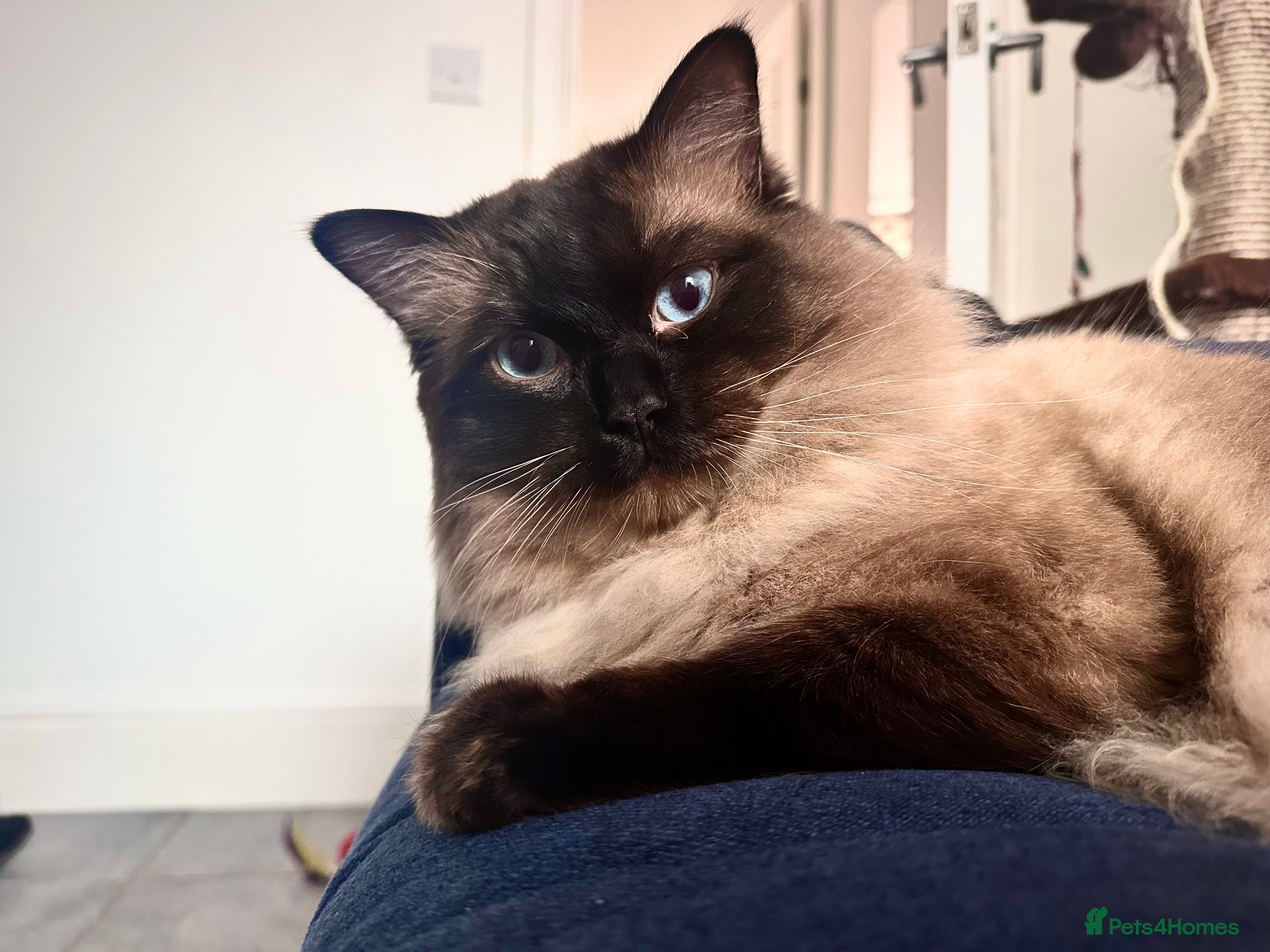 Ragdoll cats Beautiful Ragdoll Stud  - Advert 18