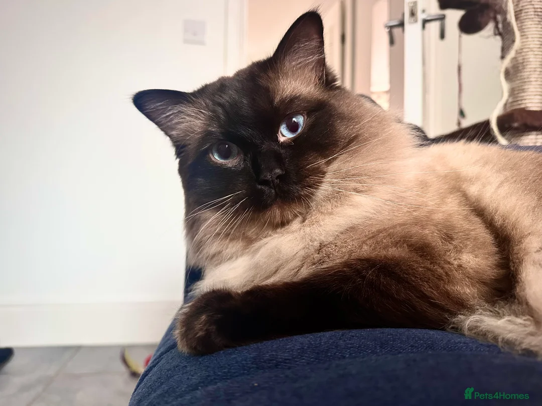 Ragdoll cats for stud: Beautiful Ragdoll Stud  - Advert 1