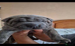 Mixed Breed dogs for sale: Cane corso x shar pei  - Image 6