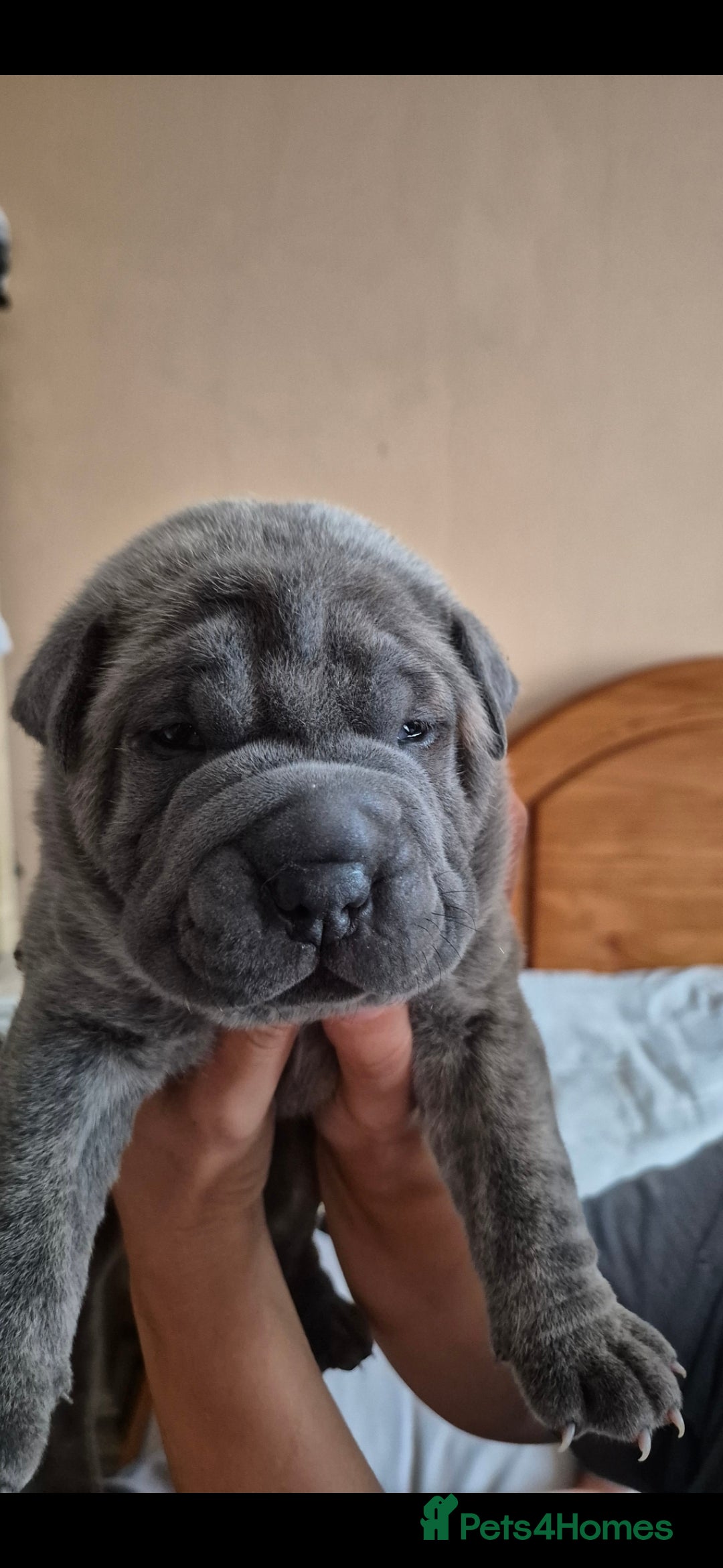 Mixed Breed dogs for sale: Cane corso x shar pei  - Image 6
