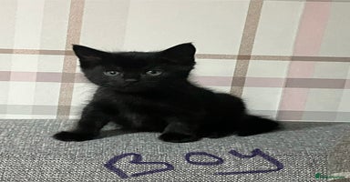 Mixed Breed cats - Advert 5